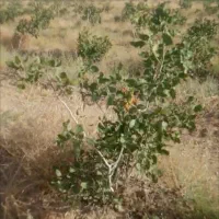 فروش زمین با نهال پسته