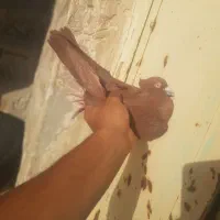 کبوتر