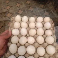 تخم مرغ محلی