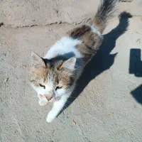 گربه ناز|گربه|سنندج, |دیوار