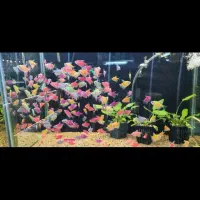 ماهی آکواریومی