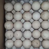 تخم بوقلمون