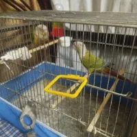 ی جفت گرینچیک نرماده درجه یک