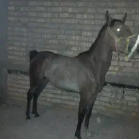کره اسب نریون