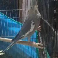 عروس هلندی ماده|پرنده|رشت, آب آسیاب|دیوار