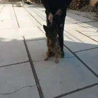 سگ ژرمن  باهوش|سگ|کهریزک, |دیوار