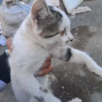 گربه واگذاری رایگان|گربه|خوی, |دیوار