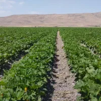 فروش-انواع-زمین-کشاورزی
