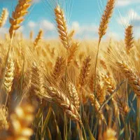 فروش زمین ۳۶۰متر الهیه شمالی