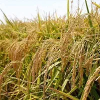 فروش ۲۰ کیلو قیمت ۶۰۰۰۰۰۰ میلیون تومان|خوردنی و آشامیدنی|رشت, آزادگان|دیوار