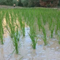 فروش برنج چمپا درجه یک