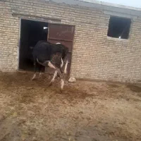 گاو  قصر ساغن|حیوانات مزرعه|نوشین شهر, |دیوار