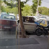 اجاره ۵۵مغازه شمیران نو روبرو پارک|اجارهٔ مغازه و غرفه|تهران, شمیران‌نو|دیوار