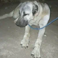 ماده سرابی ۱۱ ماهه