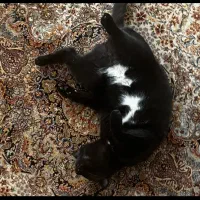 گربه گمشده (مژدگانی)|حیوانات|سیرجان, |دیوار