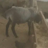 بوقلمون و مرغ و خروس گلین وبره نر