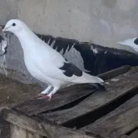 کبوتر دونه ۱۰۰|پرنده|جهرم, |دیوار