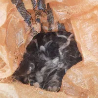 پشم گوسفند تمیز و شسته شده