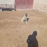 توله سگ 6ماهه