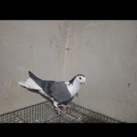 کبوتر دمگیر یا قلاق یا سیاه پشت