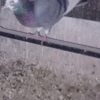 کفتر ابلغ پرشی تیرماه ماده