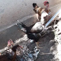 مرغ گردن لخت تخم گذار|حیوانات مزرعه|اهواز, شریعتی جنوبی|دیوار