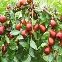 شرکت نهال های تضمینی|خدمات باغبانی و درختکاری|قزوین, |دیوار