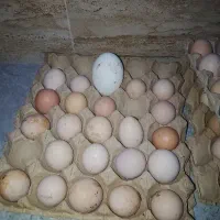 تخم مرغ لاری و مرندی و نطفه دار