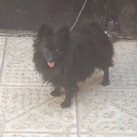 یک عدد پامر زیبا ی نر به فروش میرسد|سگ|آذرشهر, |دیوار