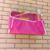 قناری نر  پرتغالی بخون