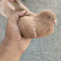 جوجه درجای زرد|پرنده|میناب, |دیوار