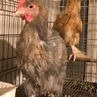 جوجه|حیوانات مزرعه|تهران, تهرانپارس غربی|دیوار