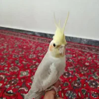 عروس هلندی|پرنده|کنگاور, |دیوار