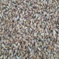 فروش گندم  شهر ریز