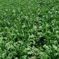 اکیپ کار گر برای تمام کارهای کشاورزی