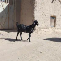 گتاچ سه قلو