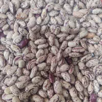 لوبیا چیتی تمیز