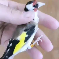 سهره ماده متولد قفس پلاک پا /