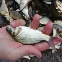 ماهی برای استخر