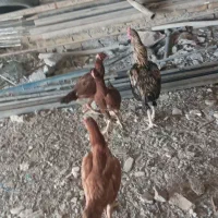 مرغ وخروس لاری