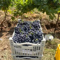 باغ انگور داربستی با سهم آب دائم و سند رسمی