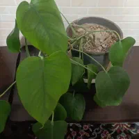 گل برگ انجیری سالم و شاداب گل الوورا و گل گندمی