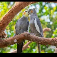 عروس هلندی مولد معاوضه با قناری