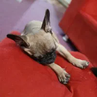 توله سگ فرنچ بولداگ فوری|سگ|تهران, خواجه نظام الملک|دیوار