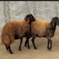 تعدادی بره نر  ماده سالم سرحال جهت قربانی یا پروار