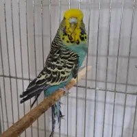 پرنده سرای امازون|پرنده|فولادشهر, سایت صنعتی کاوه|دیوار