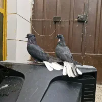 کفتر صداکن اصفهانی|پرنده|برخوار, |دیوار