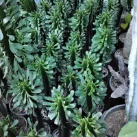 گل و گلدان|گل و گیاه طبیعی|ارومیه, |دیوار