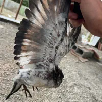 فروش یک جفت کبوتر پرشی|پرنده|رضوانشهر, |دیوار