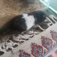 همستر|موش و خرگوش|شهرکرد, |دیوار